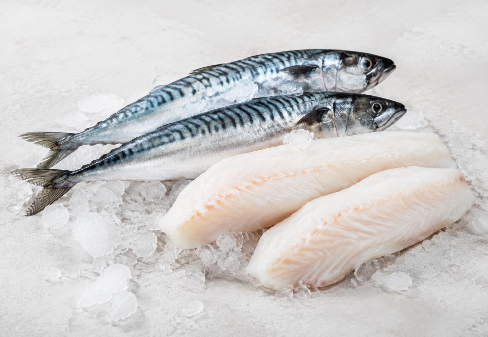 Fresh mackerel and white fish fillets on ice